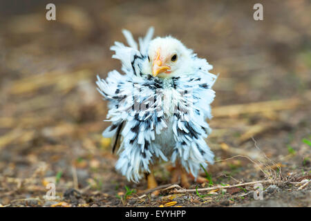 Bantam (Gallus Gallus F. Domestica), gewellt Chabo stehend auf dem Boden, Deutschland, Nordrhein-Westfalen Stockfoto