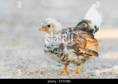 Bantam (Gallus Gallus F. Domestica), Chabo stehen auf dem Boden, Deutschland, Nordrhein-Westfalen Stockfoto