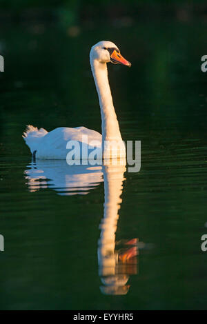 Höckerschwan (Cygnus Olor), Schwimmen Höckerschwan im Abendlicht, Deutschland, Nordrhein-Westfalen Stockfoto