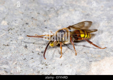 Gelbe Kuckuck Biene (Nomada Flava), Männlich, Deutschland Stockfoto