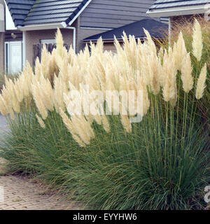 Pampasgras; Cortaderia selloana Stockfoto