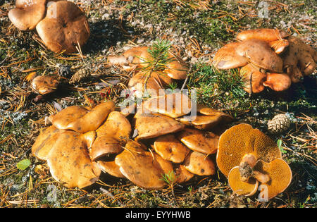 Bovine Bolete (Suillus Bovinus), Fruchtbildung Körpern auf Wald, Boden, Deutschland Stockfoto