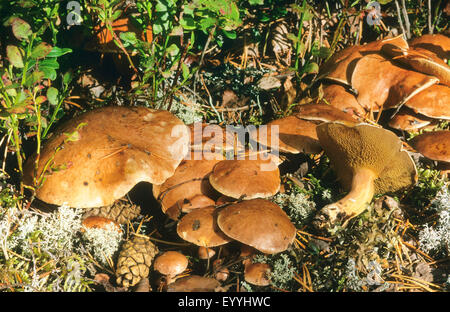 Bovine Bolete (Suillus Bovinus), Fruchtbildung Körpern auf Wald, Boden, Deutschland Stockfoto