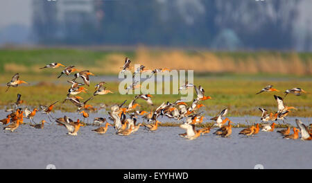 Uferschnepfe (Limosa Limosa), Trupp fliegen über flachem Wasser, Niederlande Stockfoto