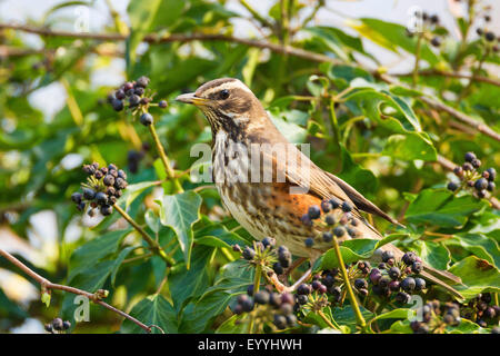 Rotdrossel (Turdus Iliacus), sitzt ein Efeu mit reifen Beeren Stockfoto