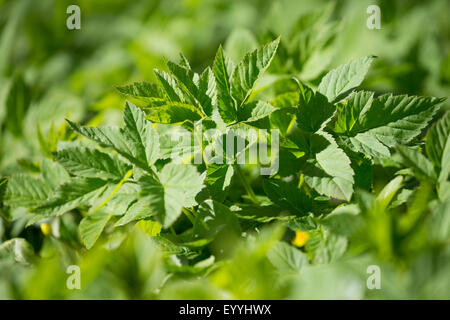 Boden-Holunder, Goutweed (Aegopodium Podagraria), Blätter im Frühjahr, Deutschland Stockfoto