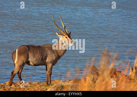 Wasserbock (Kobus Ellipsiprymnus), männliche stehen an einem Wasserloch, Südafrika, North West Province, Pilanesberg Nationalpark Stockfoto