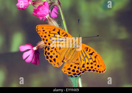 Silber-washed Fritillary (Argynnis Paphia), männliche an einem blühenden Stängel, Deutschland Stockfoto