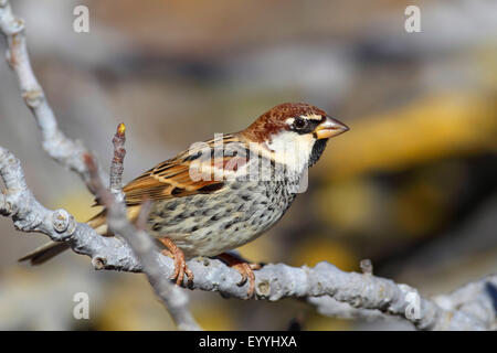 Spanische Sperling (Passer Hispaniolensis), männliche sitzt auf einem Zweig in einen Baum, Kanarischen Inseln, Fuerteventura Stockfoto