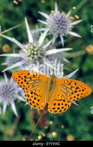 Silber-washed Fritillary (Argynnis Paphia), männliche Umbell Blumen, Deutschland Stockfoto