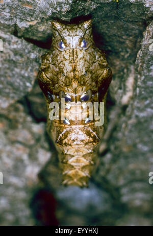 Silber-washed Fritillary (Argynnis Paphia), Schmetterling Puppe, Deutschland Stockfoto