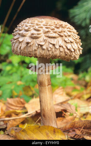 Shaggy Sonnenschirm (Chlorophyllum Olivieri, Chlorophyllum Rachodes, Macrolepiota Rachodes), Fruchtkörper auf Waldboden, Deutschland Stockfoto