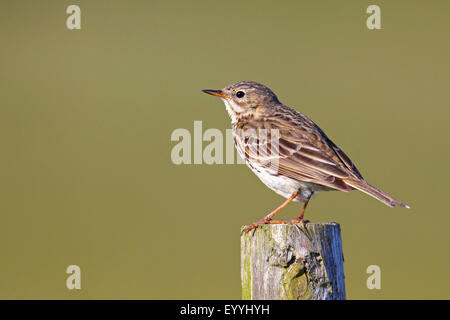 Wiese Pieper (Anthus Pratensis), Standortwahl auf einem Zaun Pfosten, Niederlande, Texel Stockfoto