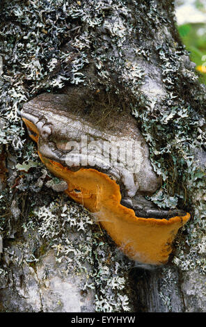 Halterung (Phellinus Nigricans), Fruchtbildung Körper an einer Birke Stamm, Deutschland Stockfoto