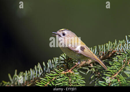 Wintergoldhähnchen (Regulus Regulus), sitzen auf einer Fichte Zweig und singen, Deutschland, Nordrhein-Westfalen Stockfoto