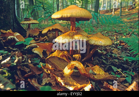 Shaggy Scalycap, Shaggy Pholiota (Pholiota Squarrosa, Pholiota Squarosa), Fruchtbildung Körpern auf Wald, Boden, Deutschland Stockfoto