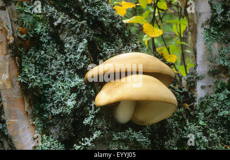 Elm-Blutegel, Elm Auster (Lyophyllum Ulmarium, Hypsizygus Tesselatus, Hypsizygus Ulmarius), Fruchtkörper auf einem lichened Baumstamm, Deutschland Stockfoto