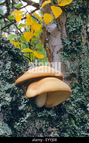 Elm-Blutegel, Elm Auster (Lyophyllum Ulmarium, Hypsizygus Tesselatus, Hypsizygus Ulmarius), Fruchtkörper auf einem lichened Baumstamm, Deutschland Stockfoto