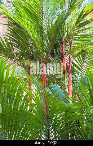 Lippenstift Palm (Cyrtostachys Renda), einige Lippenstift Palmen, Singapur Stockfoto