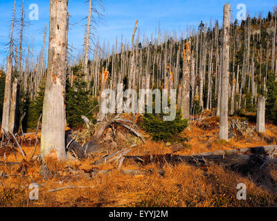 tote Bäume am Lusen im Nationalpark Bayerischer Wald, Deutschland, Bayern, Bayerischer Wald Nationalpark Stockfoto