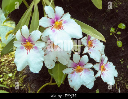 Miltoniopsis Phalenopsis (Miltoniopsis Phalenopsis), Blumen, Singapur Stockfoto