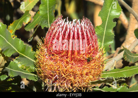 Brennholz Banksien (Banksia Menziesii), Blütenstand, Australien, Western Australia, Perth Stockfoto