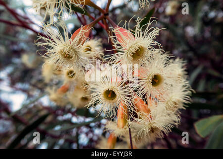 Snow Gum (Eucalyptus Pauciflora), Blumen, Australia, Western Australia Stockfoto