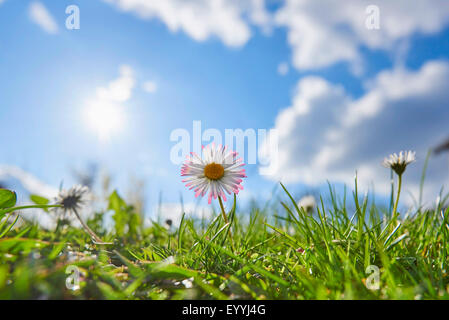 gemeinsamen Daisy, Rasen Daisy, englische Gänseblümchen (Bellis Perennis), blühenden Gänseblümchen in Hintergrundbeleuchtung, Deutschland, Bayern, Oberpfalz Stockfoto