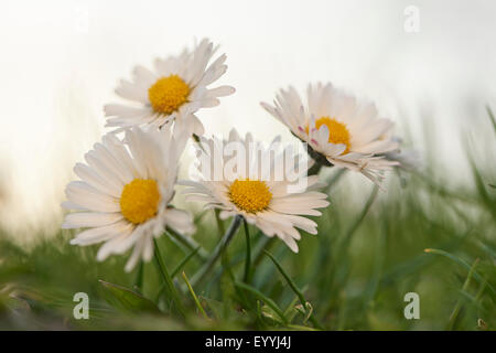 gemeinsamen Daisy, Rasen Daisy, englische Gänseblümchen (Bellis Perennis), vier Margeriten, Deutschland, Bayern, Oberpfalz Stockfoto