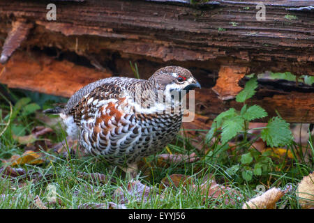 Haselhuhn (Tetrastes Bonasia, Bonasa Bonasia), suchen Nahrung vor einem toten Baumstamm, Deutschland, Bayern, Nationalpark Bayerischer Wald Stockfoto