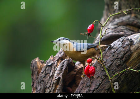 Eurasische Kleiber (Sitta Europaea), Suche Essen in einem alten Baum, der Schweiz, Sankt Gallen, Rheineck Stockfoto