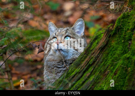 Europäische Wildkatze, Wald Wildkatze (Felis Silvestris Silvestris), spähte hinter einem Baumwurzel in einem Wald, Deutschland, Bayern, Nationalpark Bayerischer Wald Stockfoto