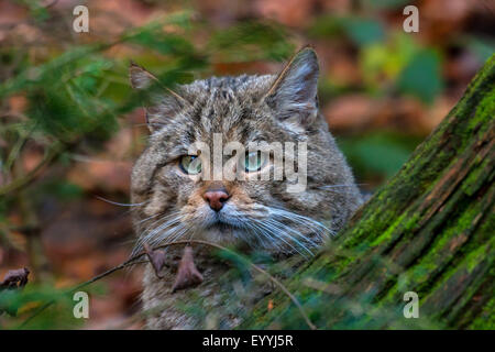 Europäische Wildkatze, Wald Wildkatze (Felis Silvestris Silvestris), spähte hinter einem Baumwurzel in einem Wald, Deutschland, Bayern, Nationalpark Bayerischer Wald Stockfoto