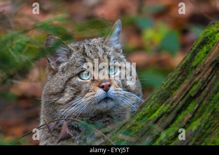 Europäische Wildkatze, Wald Wildkatze (Felis Silvestris Silvestris), spähte hinter einem Baumwurzel in einem Wald, Deutschland, Bayern, Nationalpark Bayerischer Wald Stockfoto