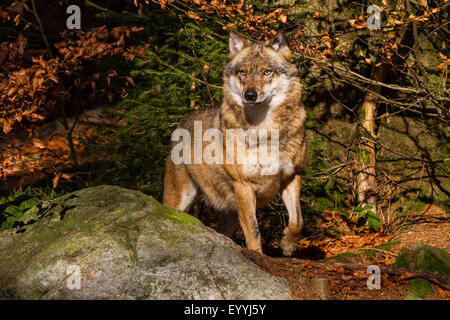 Europäische graue Wolf (Canis Lupus Lupus), stehend wachsam auf einem Felsen in einem herbstlichen Wald, Deutschland, Bayern, Nationalpark Bayerischer Wald Stockfoto