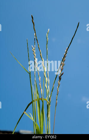 Deutsches Weidelgras, Lolium, Perenne Stockfoto, Bild ...