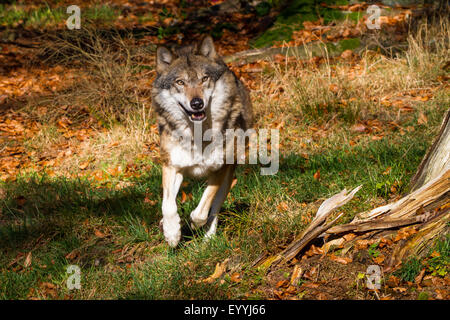 Europäische graue Wolf (Canis Lupus Lupus), läuft auf einer Wiese in den Wald Rand, Deutschland, Bayern, Nationalpark Bayerischer Wald Stockfoto
