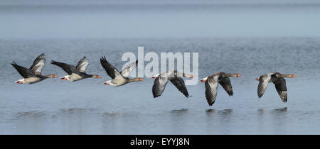 Graugans (Anser Anser), Herde, in der Nähe über die Wasser Oberfläche, Deutschland, Bayern, See Chiemsee fliegen Stockfoto