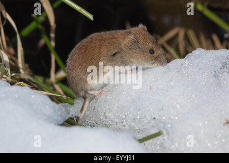 Rötelmaus (Clethrionomys Glareolus, Myodes Glareolus), Suche Essen auf Schnee, Deutschland, Bayern, See Chiemsee Stockfoto