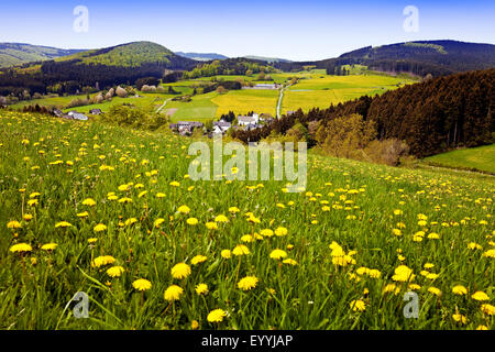 blühenden Löwenzahn Wiese am Hoehenflug Wandern Weg, Liesen und Kirche St. Thomas der Apostel, Deutschland, Nordrhein-Westfalen, Sauerland, Hallenberg Stockfoto