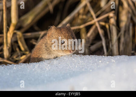 Rötelmaus (Clethrionomys Glareolus, Myodes Glareolus), Portrait über Schnee, Deutschland, Bayern, See Chiemsee Stockfoto