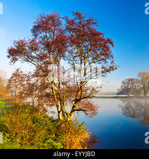 herbstlicher Baum am Ufer der Ruhr-Flusses im Morgenlicht, Witten, Ruhrgebiet, Nordrhein-Westfalen, Deutschland Stockfoto