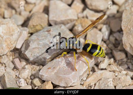 Mason Wespe, Potter Wespe, Mason Wespen, Potter Wespen (Odynerus Consobrinus), Potter Wespe sitzt auf Steinen, Deutschland Stockfoto