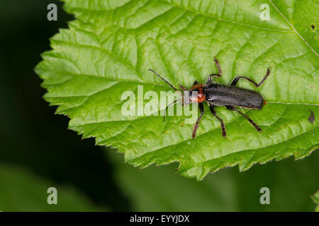 gemeinsamen Cantharid, gemeinsame Soldat Käfer (Cantharis Fusca), sitzt auf einem Blatt, Deutschland Stockfoto