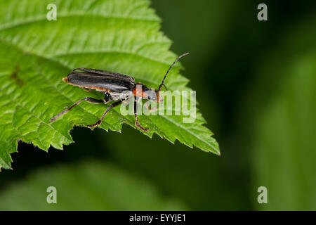 gemeinsamen Cantharid, gemeinsame Soldat Käfer (Cantharis Fusca), sitzt auf einem Blatt, Deutschland Stockfoto