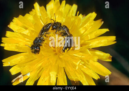 Kleine Shaggy-Biene (Panurgus Calcaratus), zwei kleine Shaggy-Bienen sammeln Pollen auf Hawksbeard, Deutschland Stockfoto