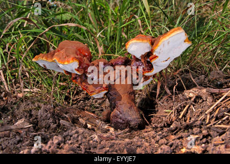 Reishi Pilz, Lingzhi Pilz (Ganoderma Lucidum), Fruchtkörper, lackierte Halterung, medizinische Pilz auf dem Boden, Deutschland Stockfoto