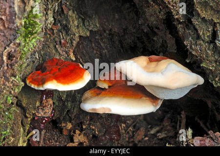 Lackiert, Bügel, Reishi Pilz, Lingzhi Pilz (Ganoderma Lucidum), Fruchtkörper an einem Baum, medizinische Pilz, Deutschland Stockfoto