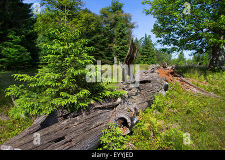 Eiche (Quercus spec.), alte tot Eiche als Lebensraum für Tiere, Deutschland Stockfoto