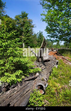 Eiche (Quercus spec.), alte tot Eiche als Lebensraum für Tiere, Deutschland Stockfoto